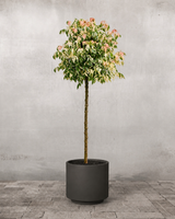 type=Simple krukke/color=Warm Black