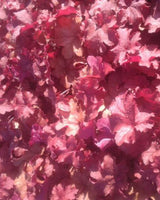 Alunrod - Heuchera 'Cranberry' - 20-50 cm