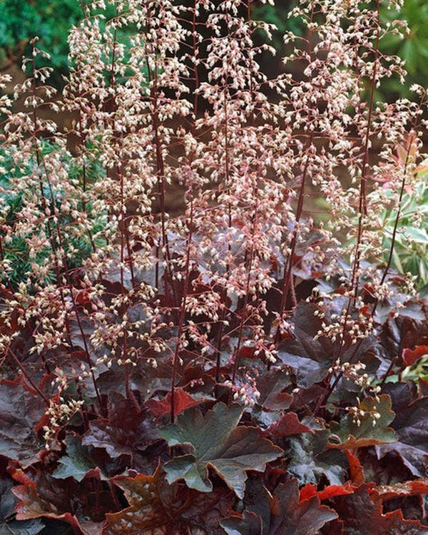 Alunrod Heuchera 'Palace Purple' 20-40 cm -  Potte Ø11 cm