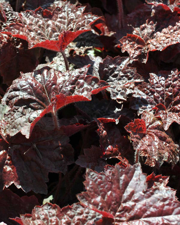 Alunrod, Heuchera 'Palace Purple' - 11 cm potte