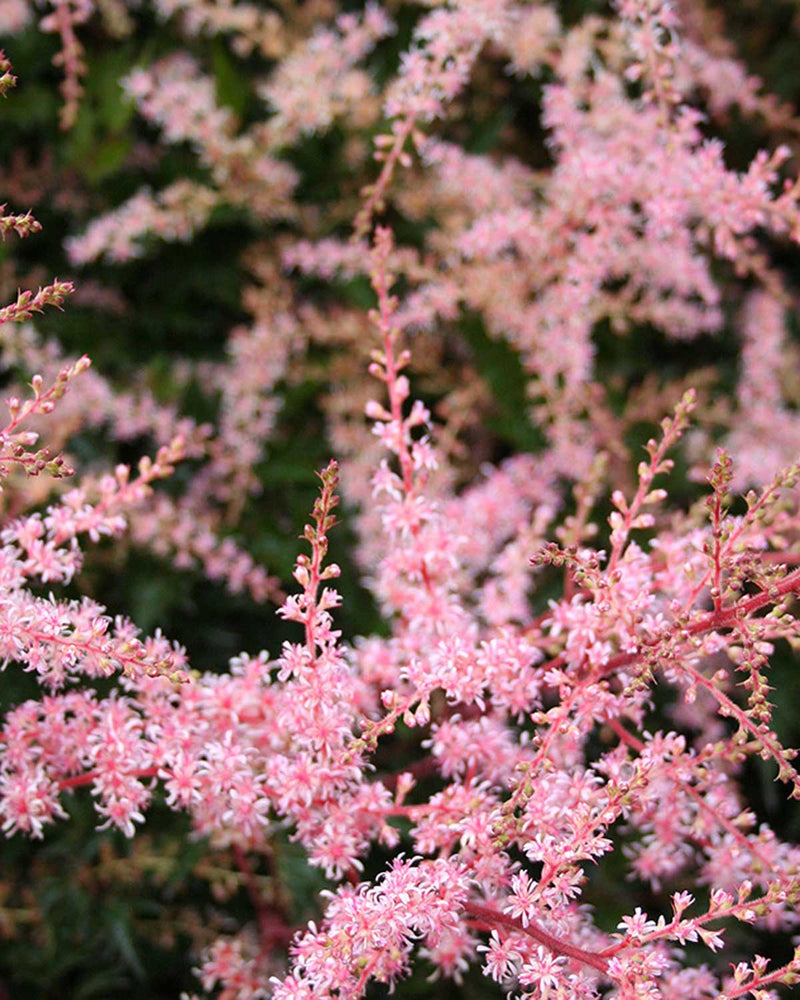 Astilbe gla.'Sprite' 40-60cm - Potte Ø12 cm