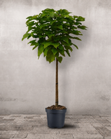 Trompetkrone, Catalpa big. 'Nana' 200-225 cm