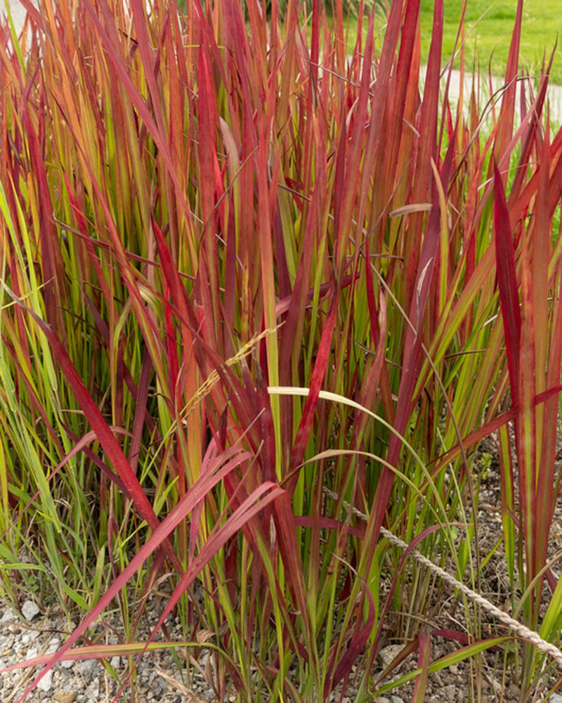 Blodgræs, Imperata 'Red Baron' - 60-80 cm