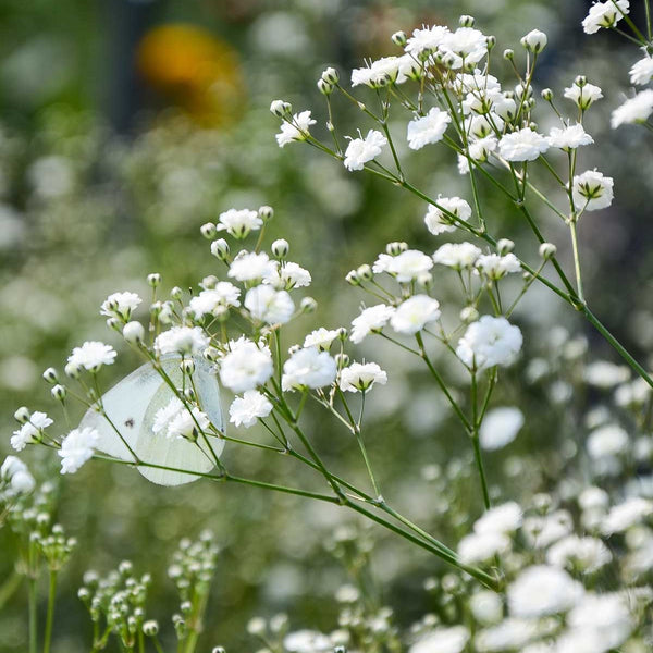 Brudeslor Staude () Brudeslor Staude