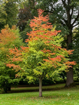 Hjertetræ, Cercidiphyllum japonicum - 300-350 cm.