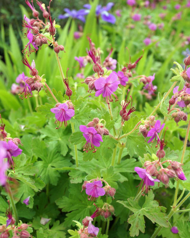 Storkenæb Geranium Macr. 'Bevans Variety' - Potte Ø12 cm