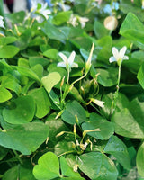 Sommerfuglekløver Grøn Oxalis Triangularis - 15-25 cm