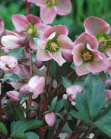 Julerose Helleborus 'Angel Glow' - 35-55 cm