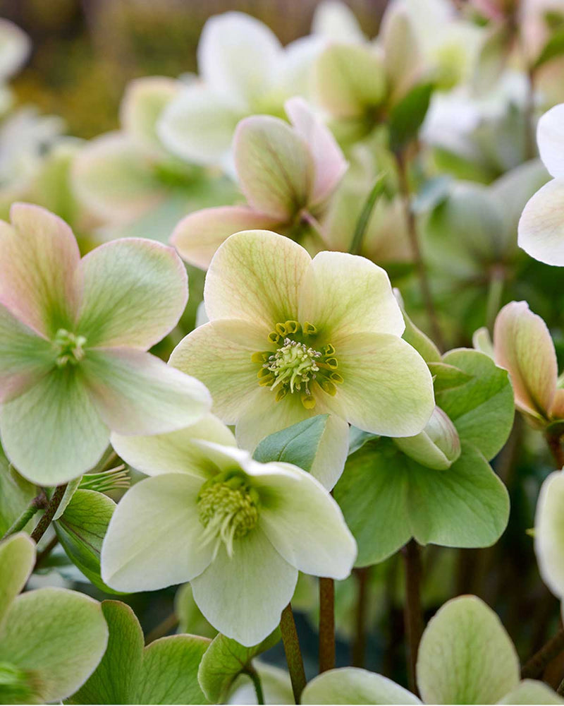 Julerose Helleborus 'Diamond Fire' - 35-55 cm