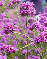 Kæmpe Verbena, Jernurt - 70-90 cm