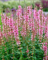 Det Rosa/Lilla Staudebed