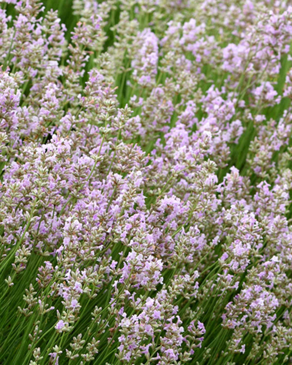 Lyserød Lavendel - 15-25 cm