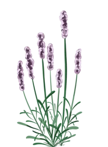 Lilla Lavendel - 15-25 cm
