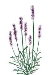Lilla Lavendel - 15-25 cm