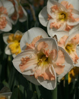 Påskelilje, Narcissus 'Pink Wonder' - 3 stk blomsterløg