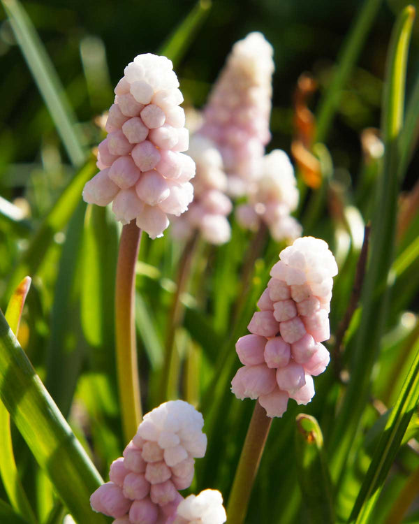 Perlehyacint, Muscari 'Pink Sunrise' - 5 stk blomsterløg