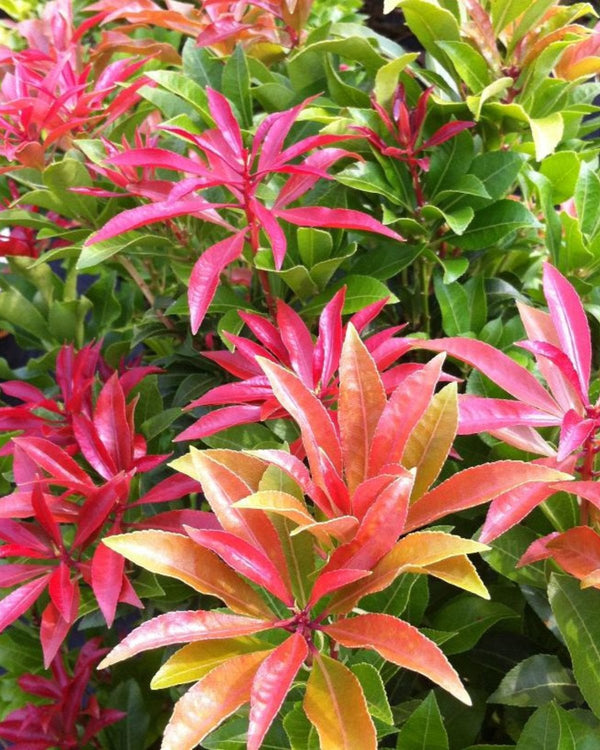 Pieris Japonica Mountain Fire - 40-60 cm