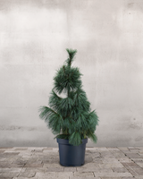 Langnålet Fyr Pinus Schwerinii 'Wiethorst' - 80-100 cm