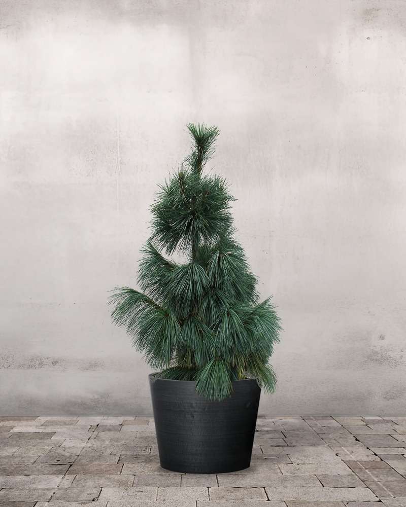 Langnålet Fyr Pinus Schwerinii 'Wiethorst' - 80-100 cm