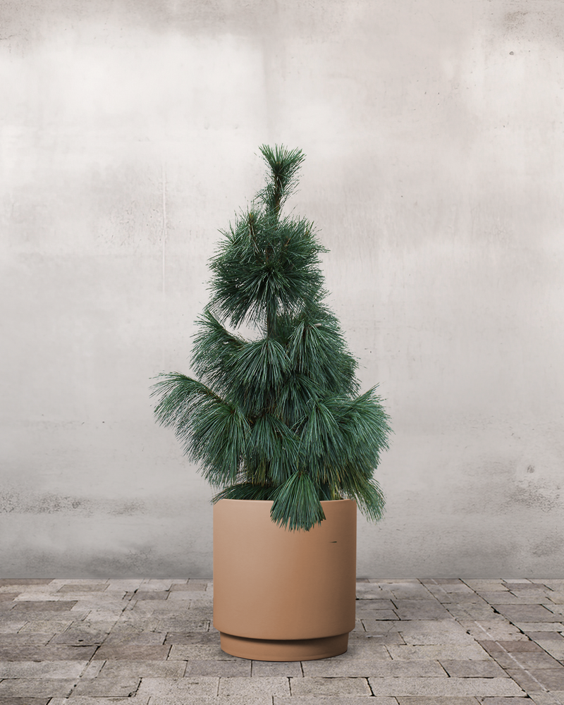 Langnålet Fyr Pinus Schwerinii 'Wiethorst' - 120-140 cm