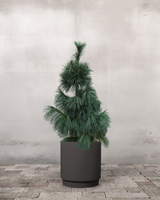 Langnålet Fyr Pinus Schwerinii 'Wiethorst' - 120-140 cm