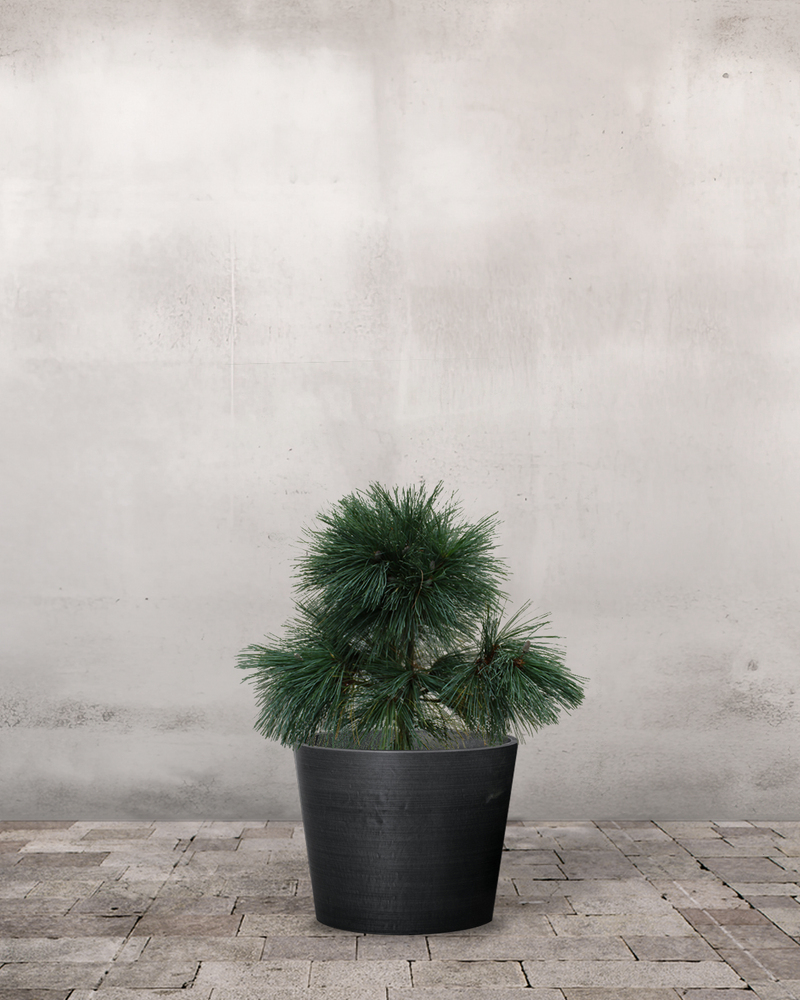 Langnålet Fyr Pinus Schwerinii 'Wiethorst' - 60-80 cm