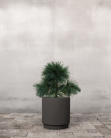 Langnålet Fyr Pinus Schwerinii 'Wiethorst' - 60-80 cm