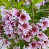 Prydkirsebær, Prunus incisa 'Kojou no mai' - 120-140 cm