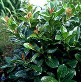 Laurbærkirsebær, Prunus laurocerasus 'Etna' - 60-80 cm