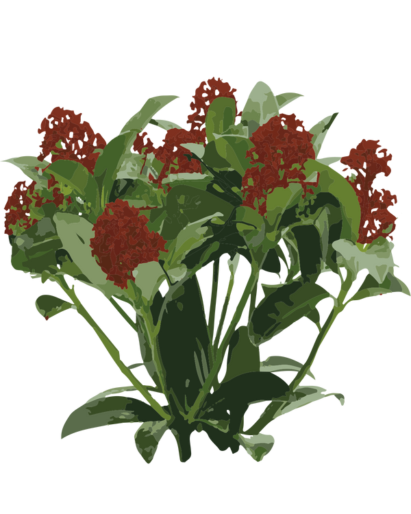 Rød Skimmia - 15-25 cm