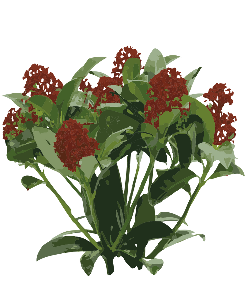 Rød Skimmia - 15-25 cm