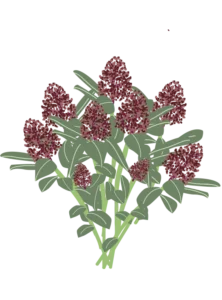 Rød Skimmia - 15-25 cm