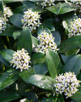 Hvid Skimmia - 15-25 cm