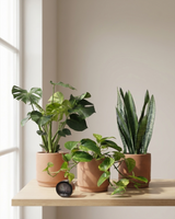 type=Simple Pot Clay/color=Pale Terracotta