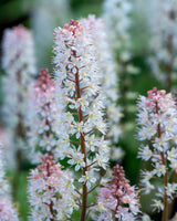 Skumblomst Tiarella 'Sugar and Spice' 20-30 cm