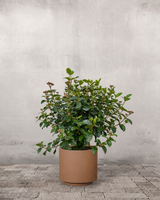 type=Simple krukke/color=Pale Terracotta